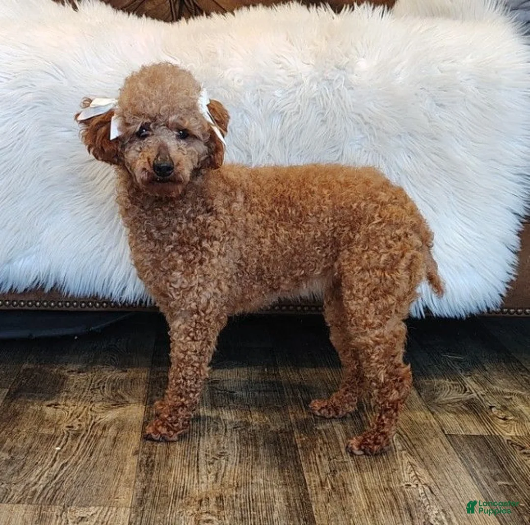 Miniature Poodle dogs for sale: Jackie - Ad 2