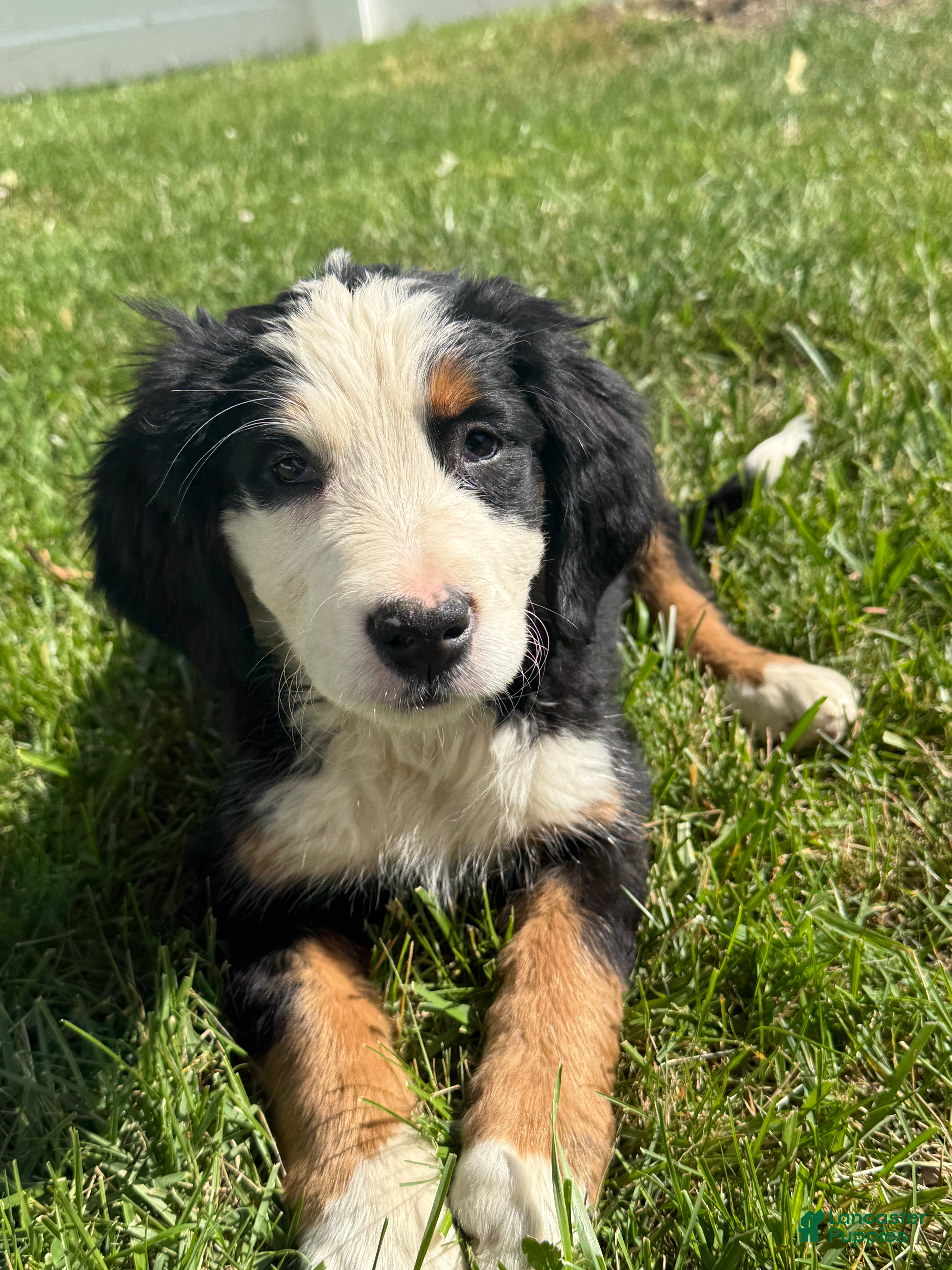 Bernese Mountain Dog dogs for sale: Shandy  - Ad 1