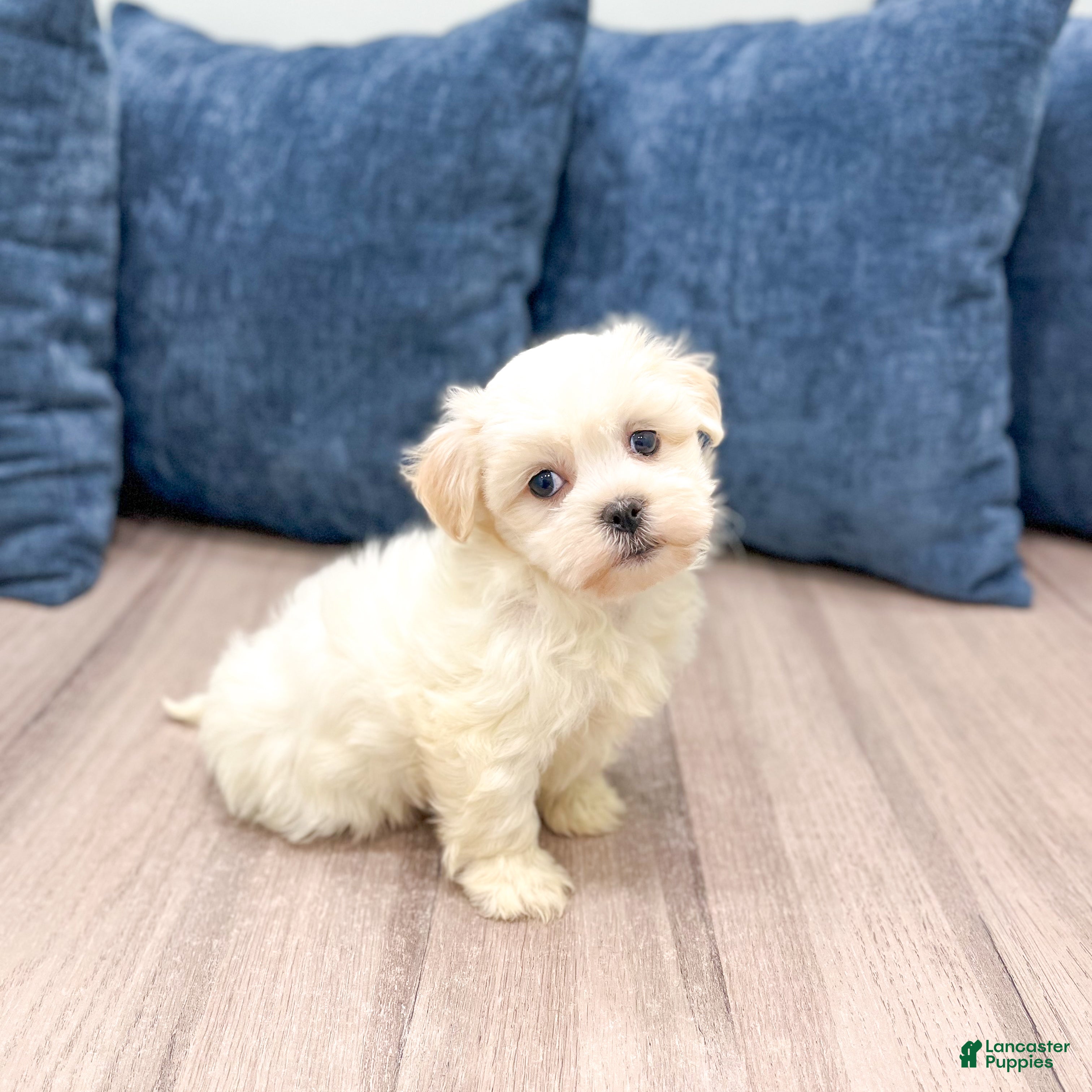 Havanese dogs Heidi - Ad 2