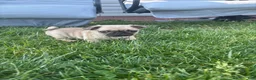 Pug dogs for sale: Baked bean  - Ad 3