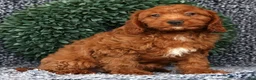 Cavapoo dogs for sale: Mia - Ad 2