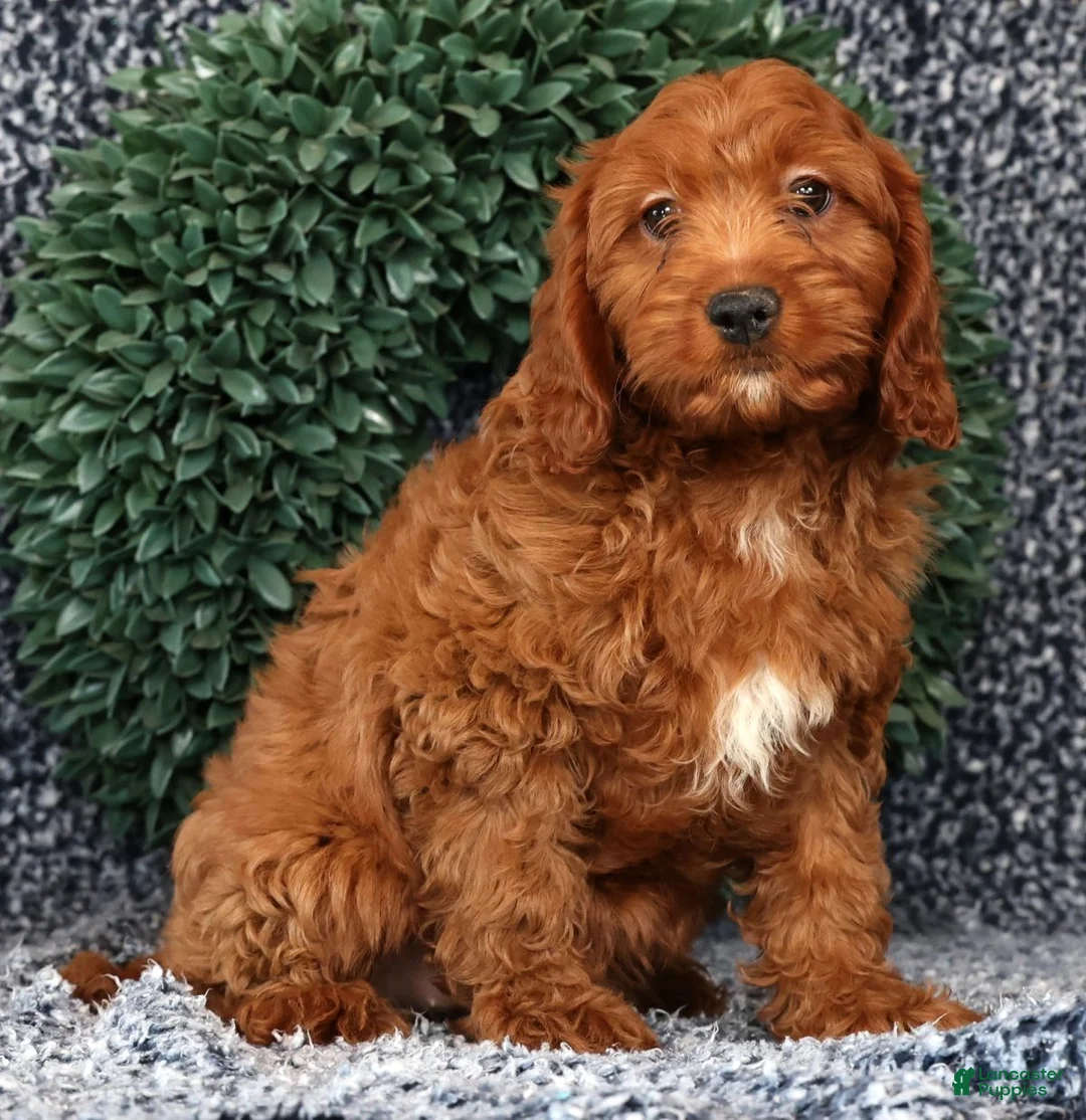 Cavapoo dogs for sale: Mia - Ad 2