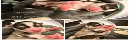 Pomsky dogs for sale: Sunny  - Ad 29