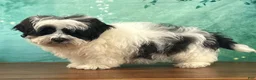 Teddy Bear dogs for sale: Cash  - Ad 3