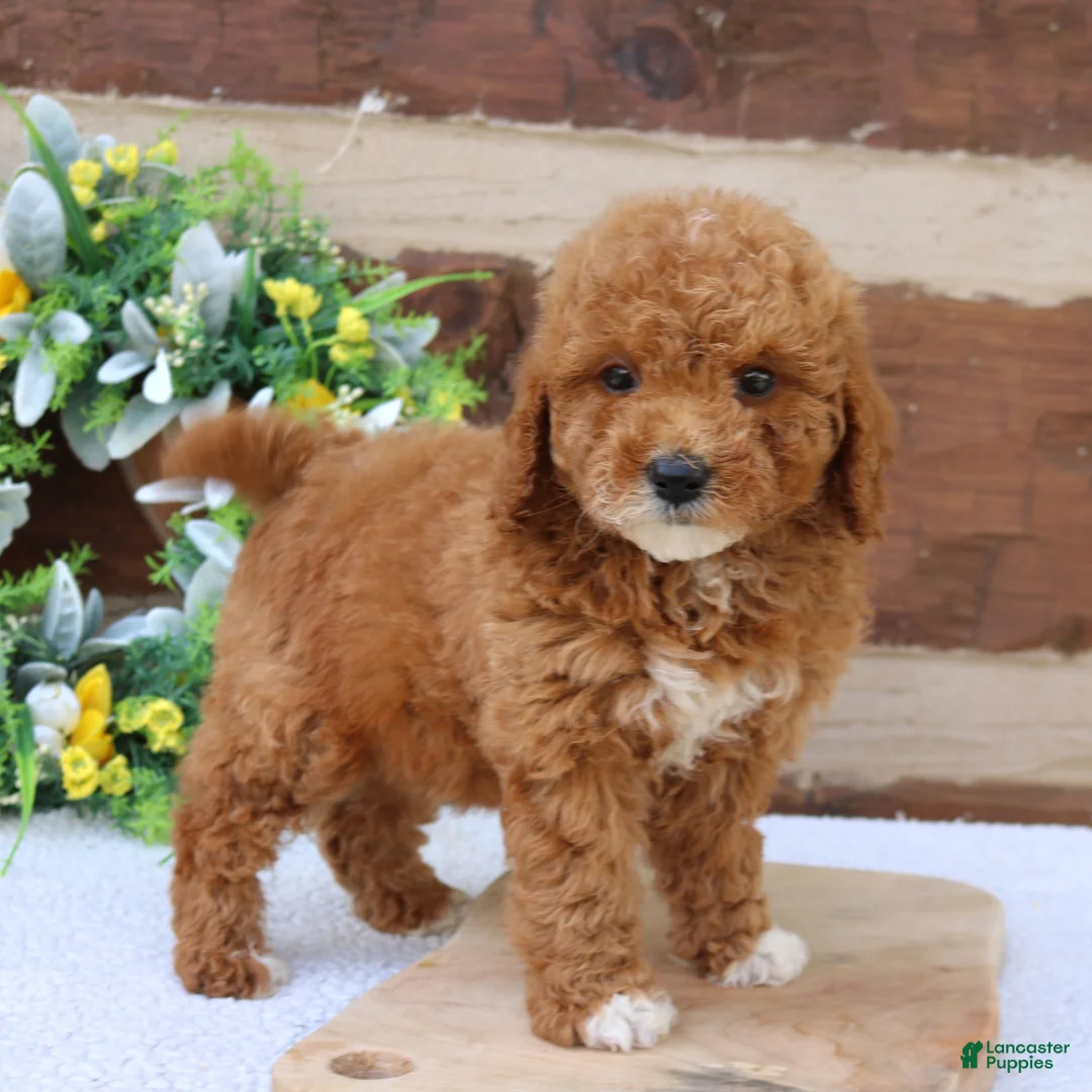Mini Goldendoodle dogs for sale: Luna  - Ad 1