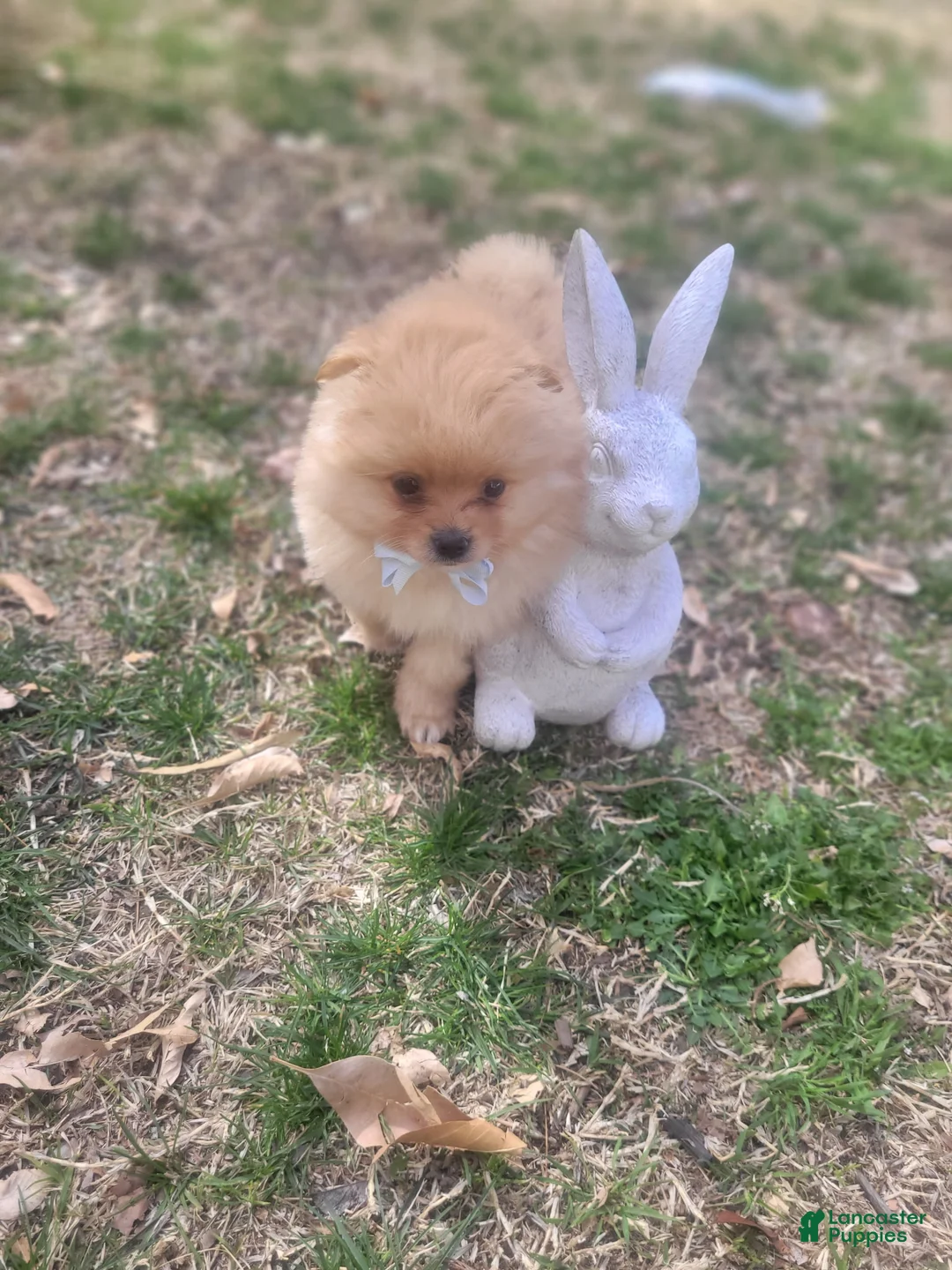 Pomeranian dogs for sale: Honey bear 🐻  - Ad 1