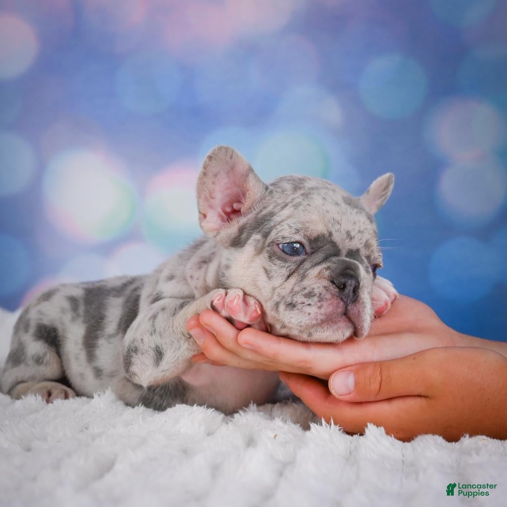 French Bulldog dogs for sale: Cody - Ad 4
