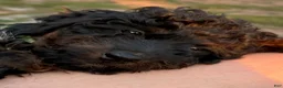 Mini Aussiedoodle dogs for sale: River - Ad 8