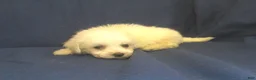 Maltipoo dogs for sale: Paris - Ad 5