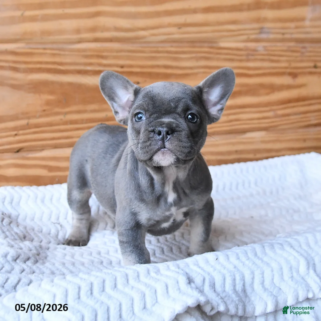 French Bulldog dogs for sale: Honey - Ad 1