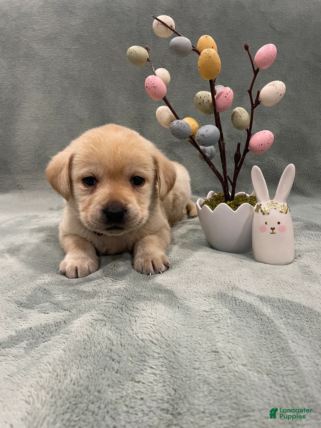 Labrador Retriever dogs for sale: Labrador Retriever Collar Red - Ad 1