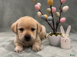 Labrador Retriever dogs for sale: Labrador Retriever Collar Red - Ad 3