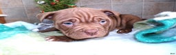 American Bully dogs for sale: American Bully Puppy 4 Marlo - Ad 1