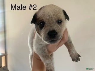 Australian Cattle Dog dogs - Ad 33