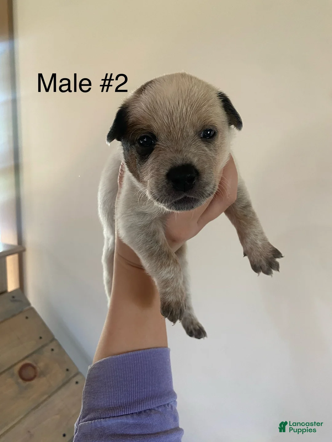 Australian Cattle Dog dogs for sale: Gunnar  - Ad 10
