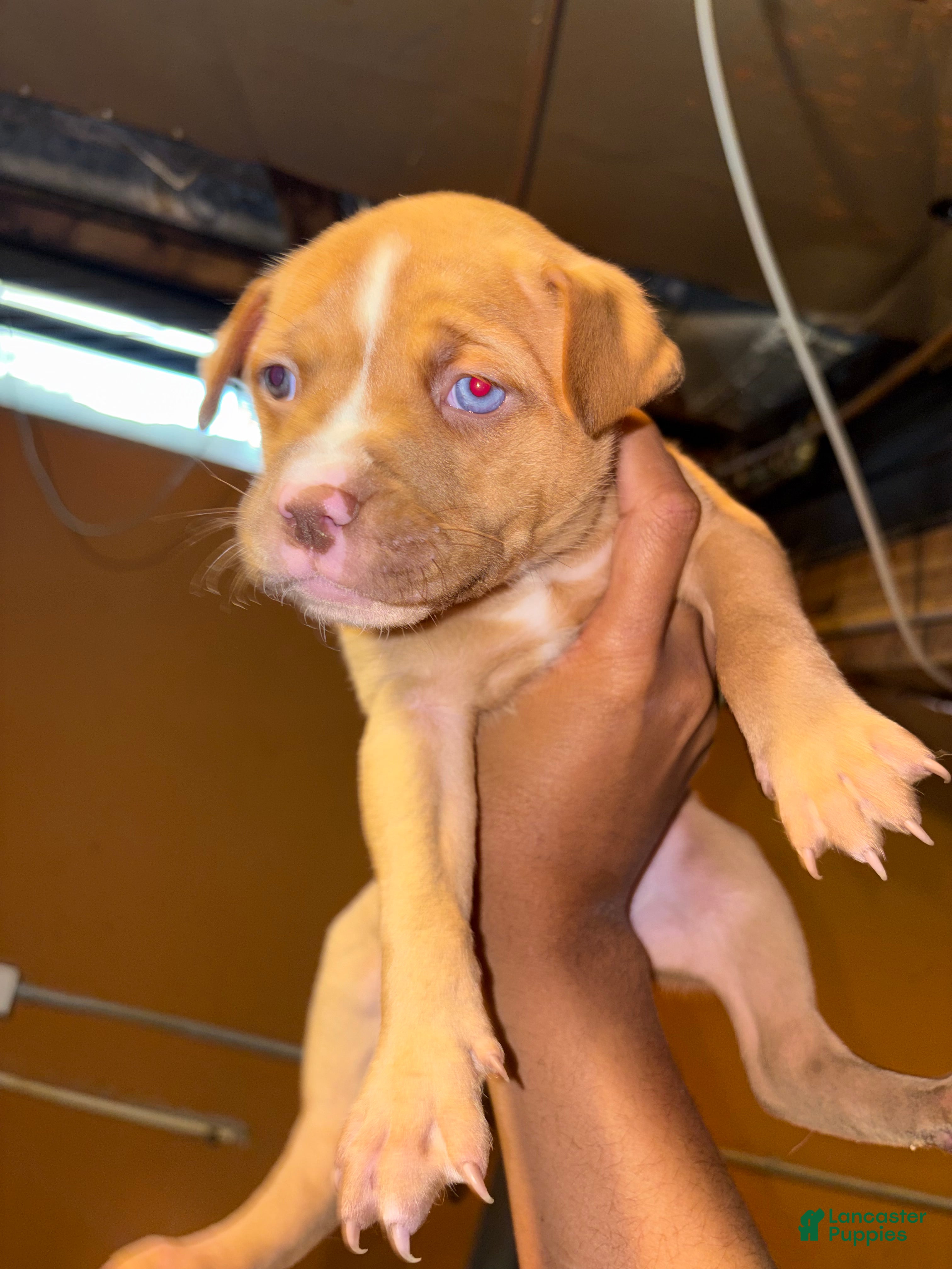 Pitsky dogs Pitsky Puppy 3 - Ad 2