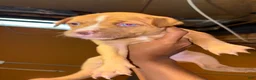 Pitsky dogs for sale: Pitsky Puppy 3 - Ad 1