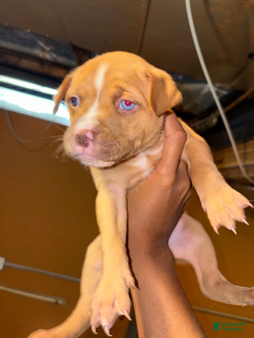 Pitsky dogs for sale: Pitsky Puppy 3 - Ad 1