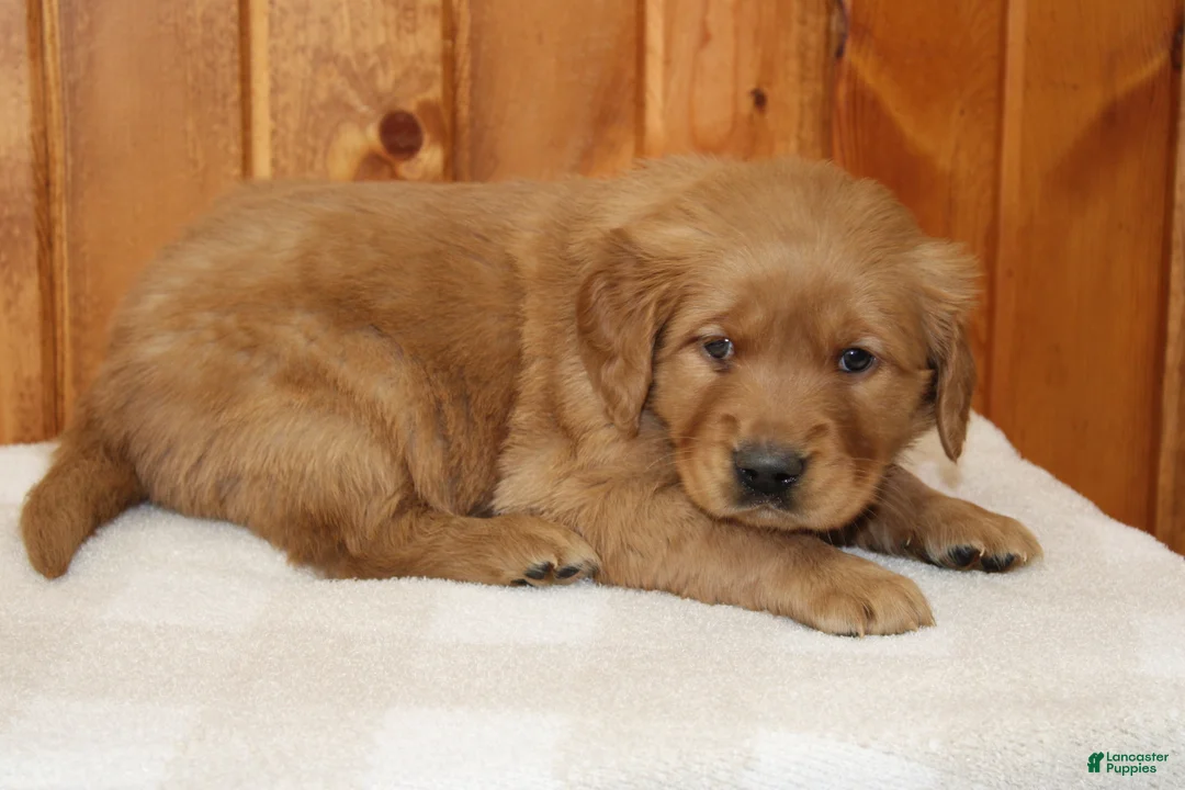 Golden Retriever dogs for sale: Comrade - Ad 10
