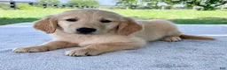 Golden Retriever dogs for sale: Domino - Ad 3