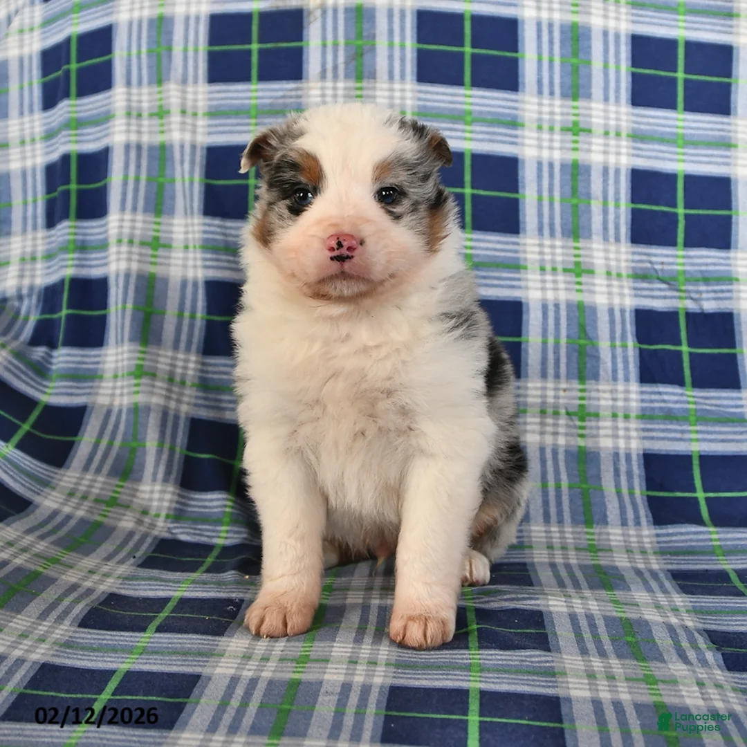 Australian Shepherd dogs for sale: Flint - Ad 3