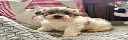 Teddy Bear dogs for sale: Rosy  - Ad 1