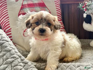 Teddy Bear dogs Rosy - Ad 32