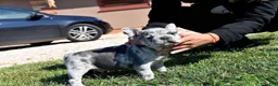 French Bulldog dogs for sale: King - Ad 2