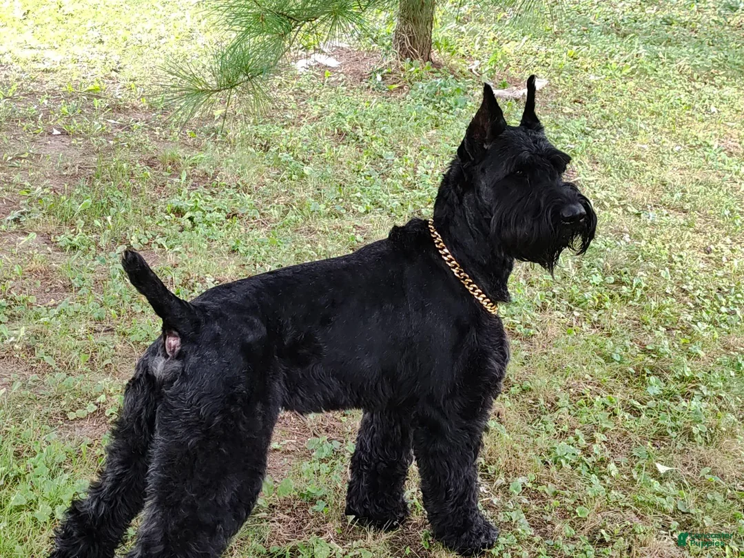 Giant Schnauzer dogs for sale: Colè - Ad 13