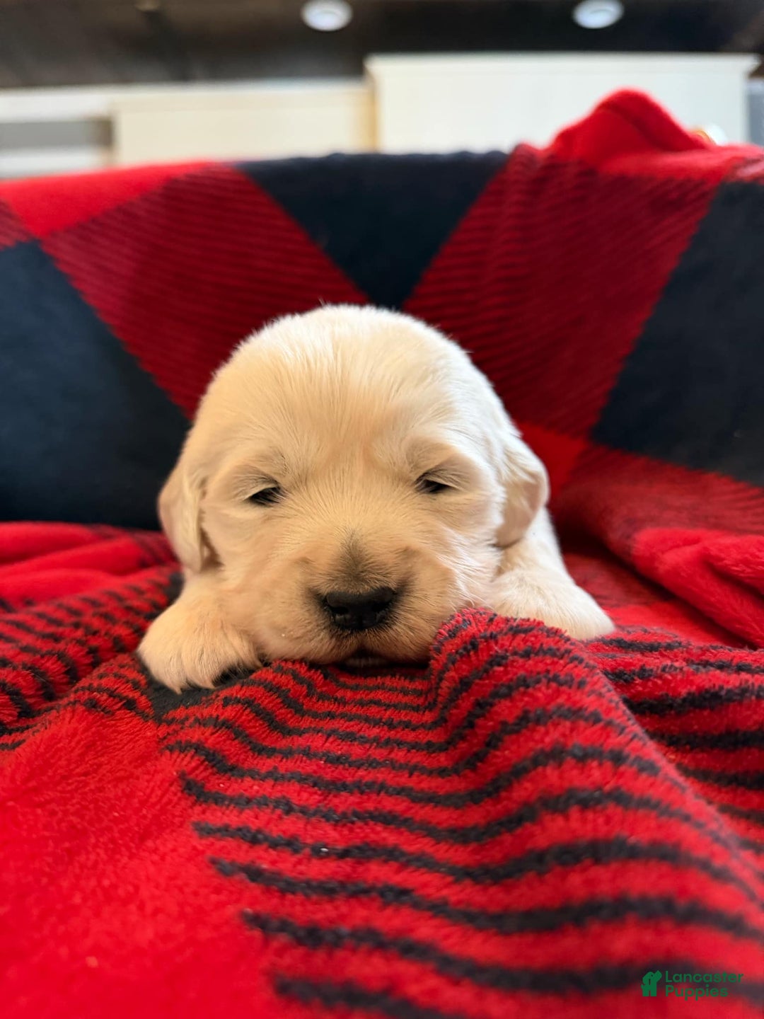 Golden Retriever dogs for sale: Staci - Ad 3