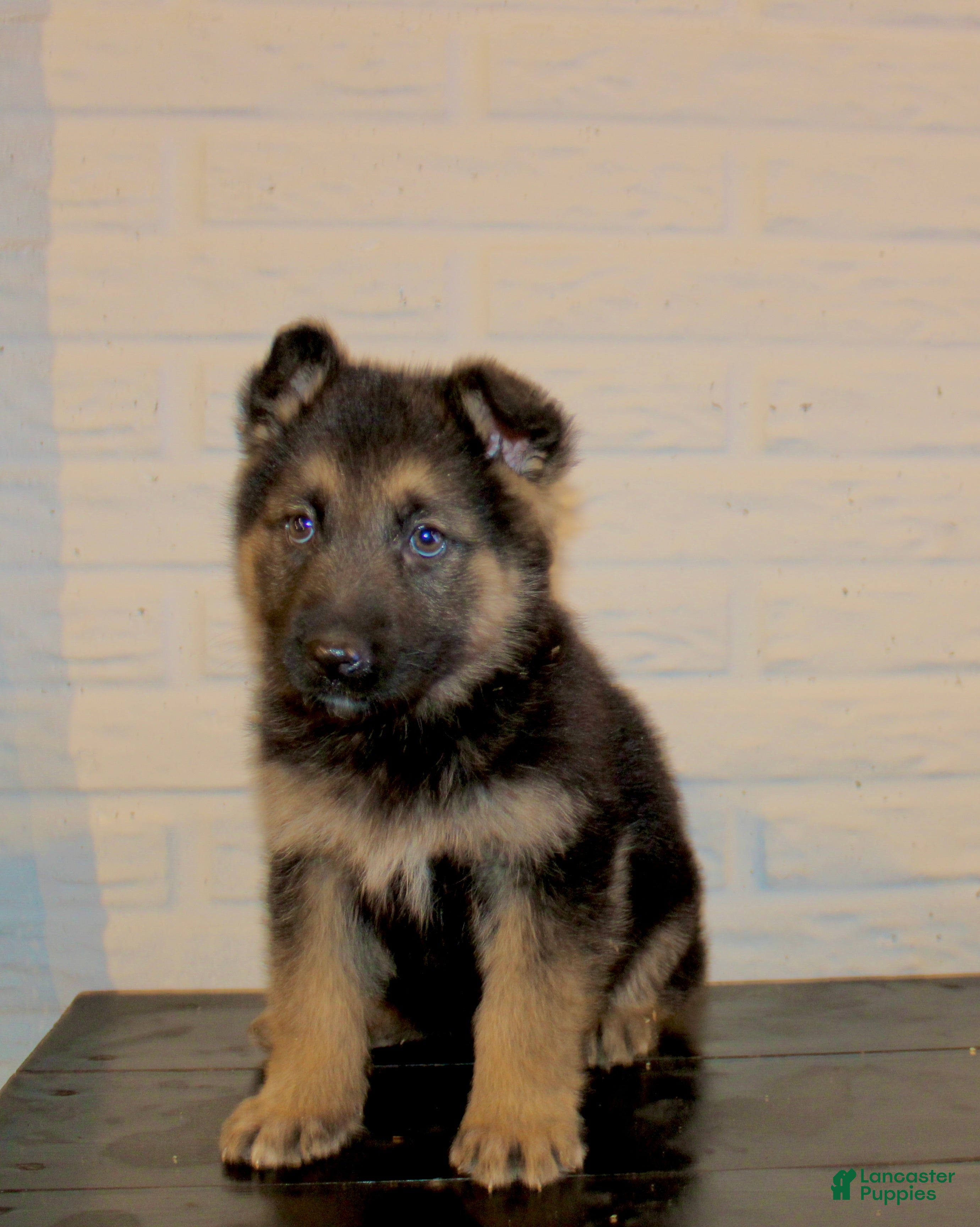 German Shepherd dogs Misty - Ad 1