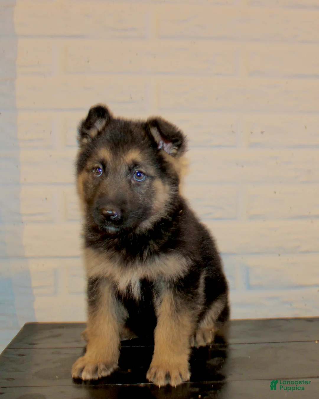 German Shepherd dogs for sale: Misty - Ad 1