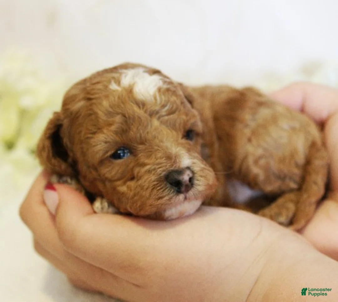 Toy Poodle dogs for sale: Peanut - Ad 3