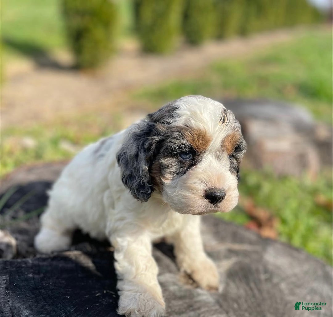 Cockapoo dogs for sale: Frosty - Ad 2