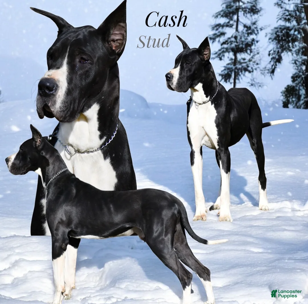 Great Dane dogs for sale: Angel - Ad 9