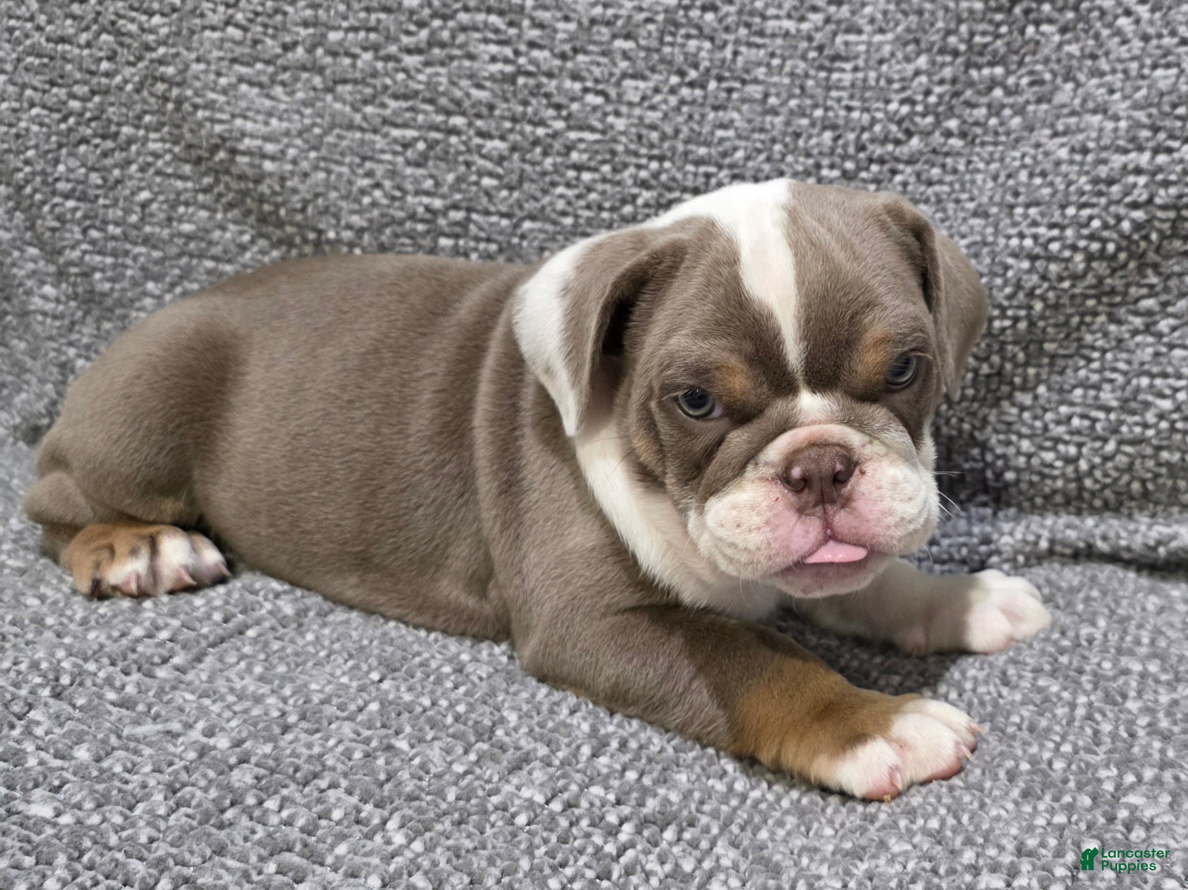 English Bulldog dogs Bailey - Ad 2
