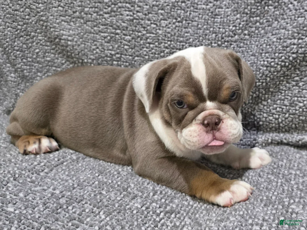 English Bulldog dogs for sale: Bailey - Ad 2