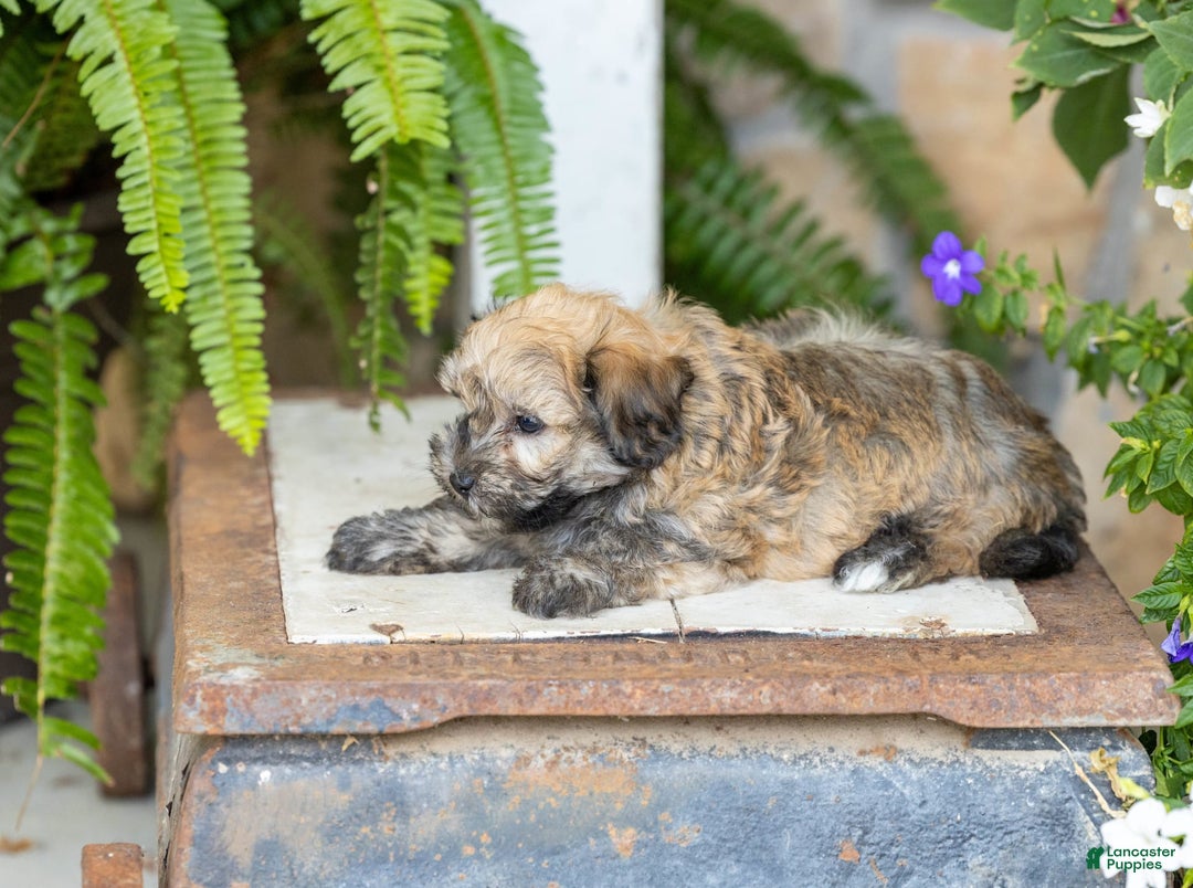 Cairn Terrier Norfolk Terrier X Shih Tzu Tibetan Terrier Havanese
