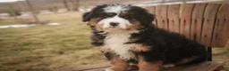 Bernedoodle dogs for sale: Pandora - Ad 4