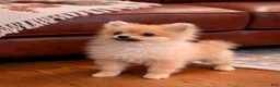 Pomeranian dogs for sale: Pomeranian Puppy 2 - Ad 2