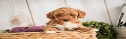 Miniature Poodle dogs for sale: Jill - Ad 3