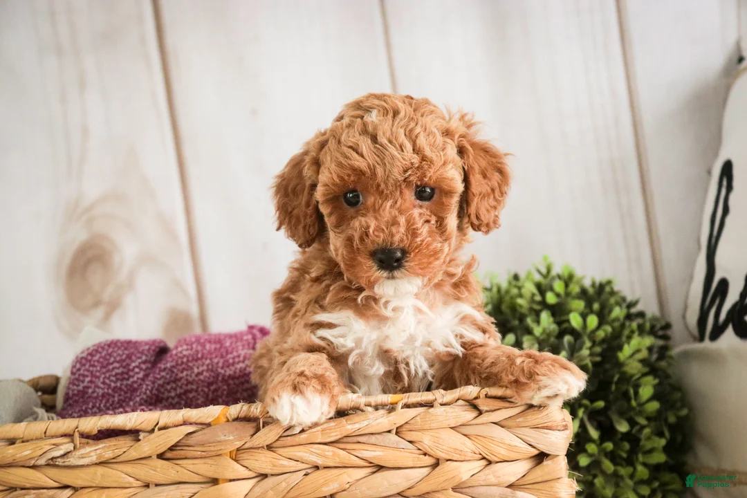 Miniature Poodle dogs for sale: Jill - Ad 3