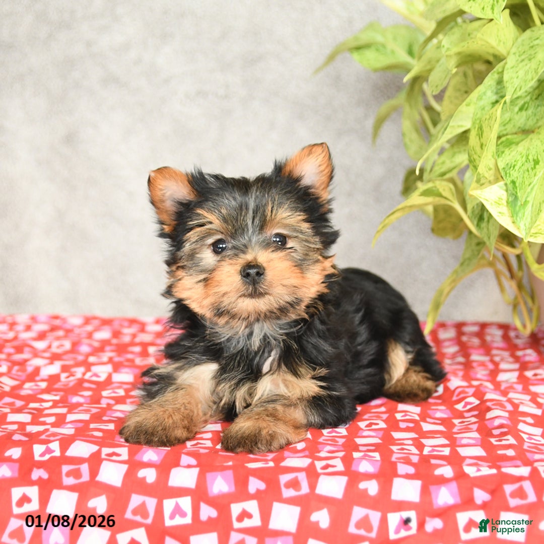 Yorkshire Terrier dogs for sale: Charlie - Ad 3