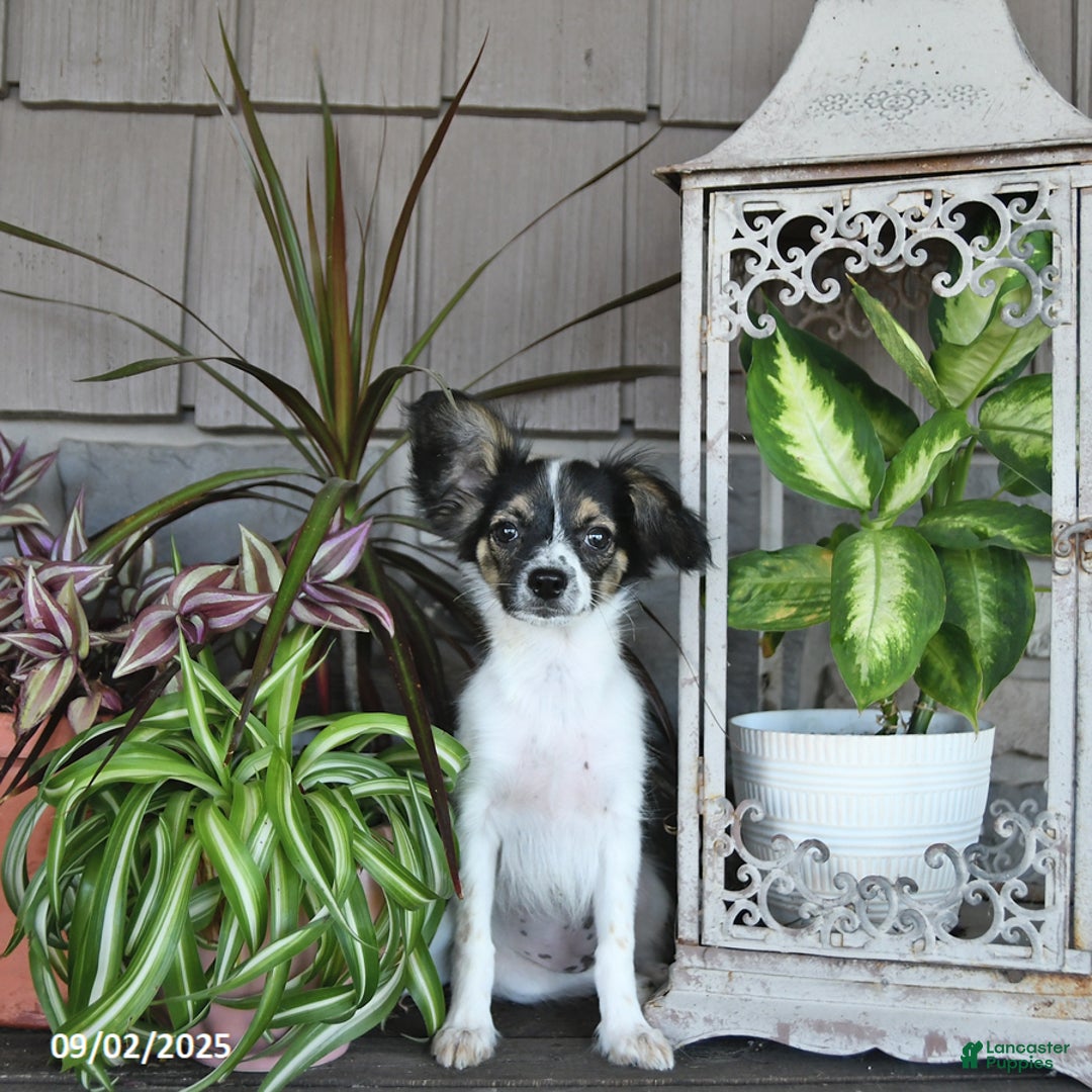 Papillon dogs for sale: Lilah - Ad 3