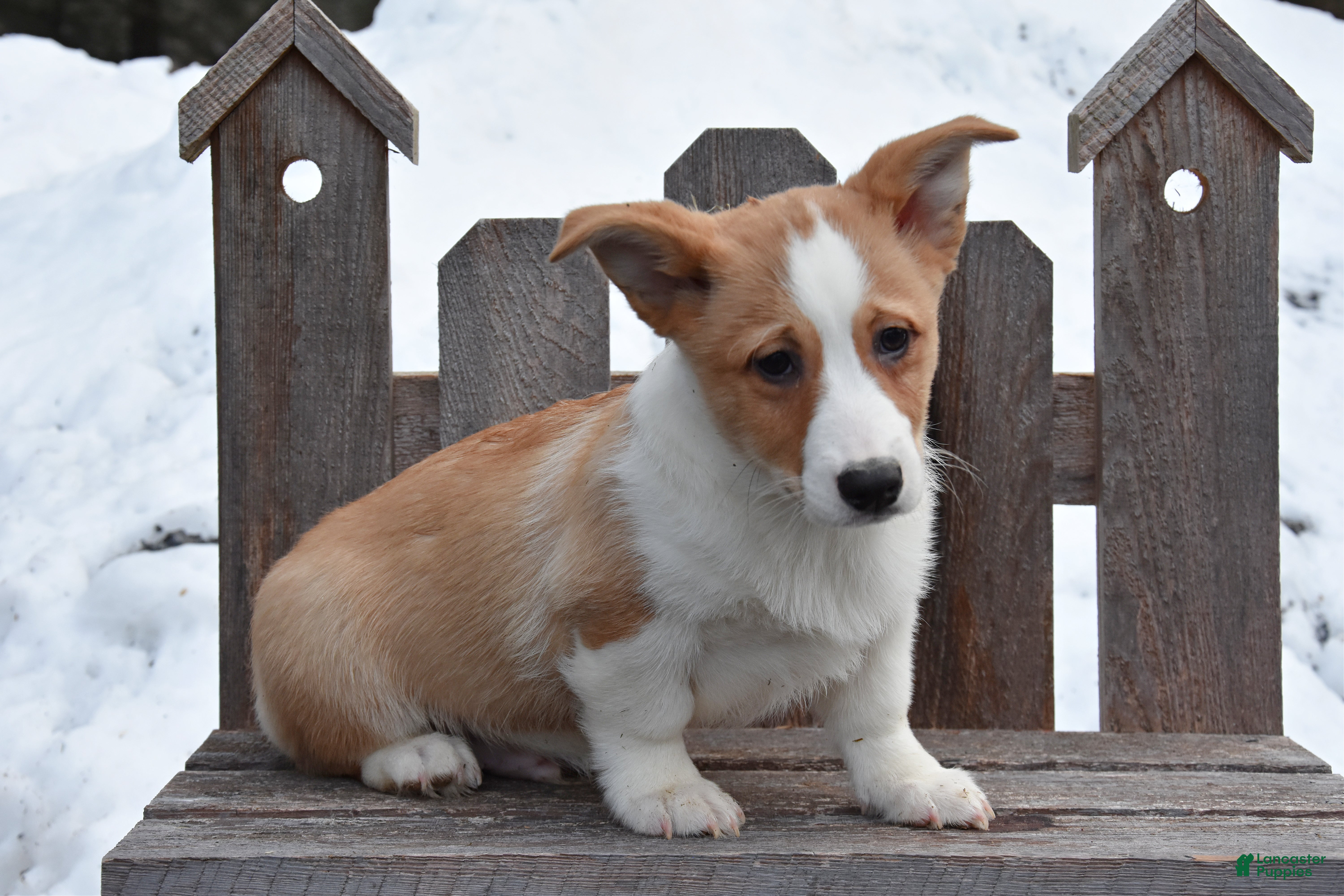 Welsh Corgi Pembroke dogs Devin - Ad 2