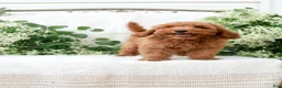 Mini Goldendoodle dogs for sale: Leon - Ad 3