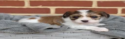 Cavachon dogs for sale: Alfie - Ad 3