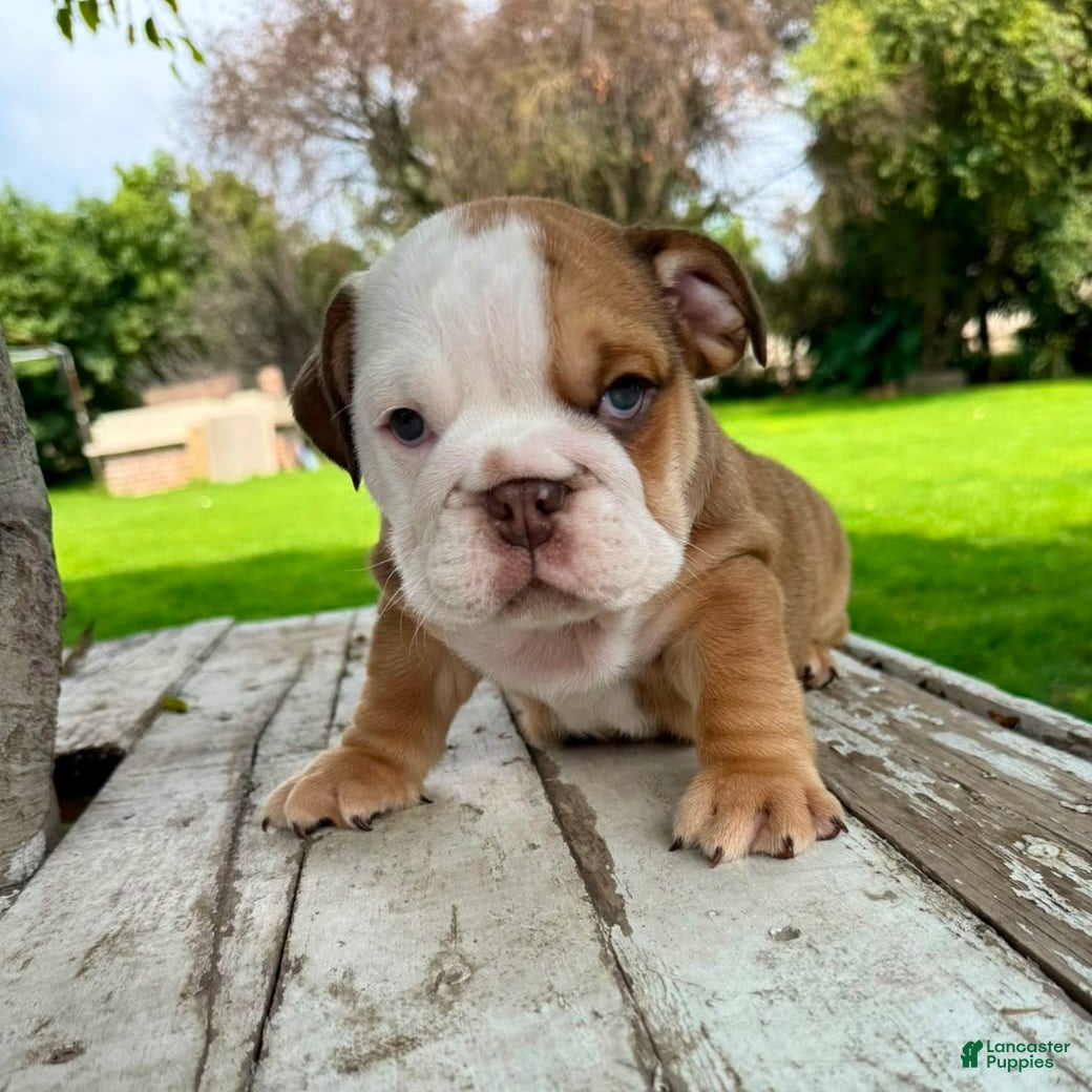 English Bulldog dogs Male, Fawn and White - Ad 1
