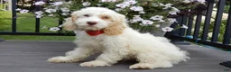Cockapoo dogs for sale: Lucky - Ad 1