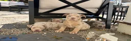 American Bully dogs for sale: Lucy - Ad 2